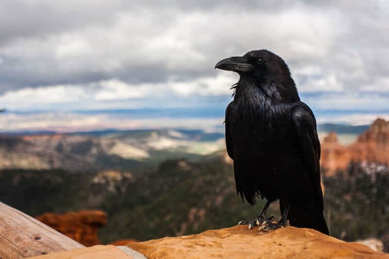 Gang Of Ravens Accused Of Stealing Food In Alaska