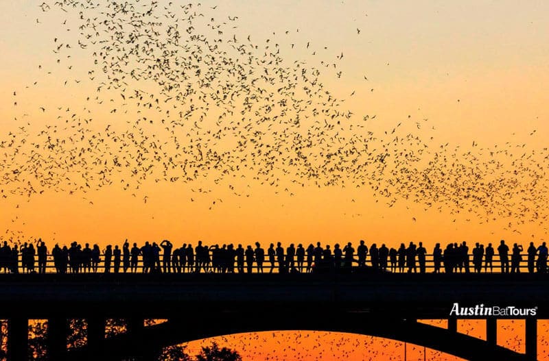 Texas Bat-Watching The Unusual Tourist Attraction_
