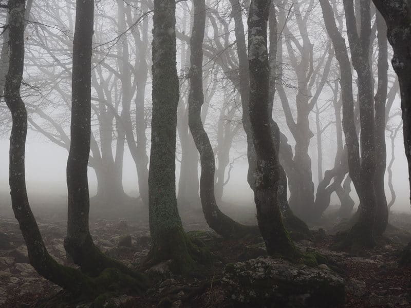 Visit Hoia Baciu the World’s Most Haunted Forest