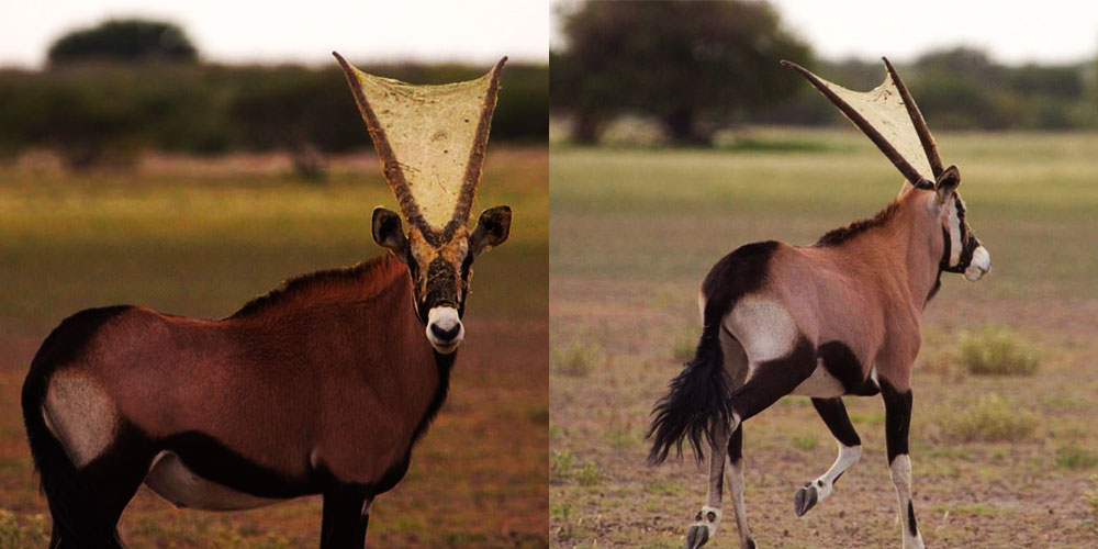 The Antelope That Coexists With Spiders