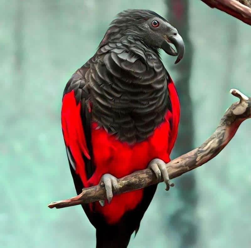 Dracula Parrot, Pesquet's parrot vulturine parrot is sinister