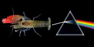 Meet The Pink Floyd Shrimp Capable Of Killing With Sound