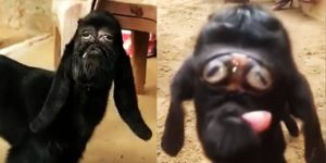 Mutant Goat Born With ‘Human’ Face Being Worshipped Like A Divinity