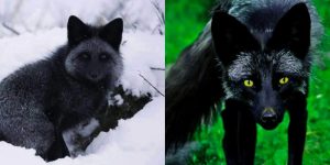 The Rare Beauty Of The Black Fox _ Endangered Species