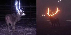 Reflective Horns The brilliant Idea To Save Reindeer From Road Accidents