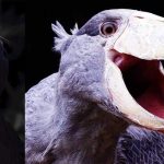 Shoebill The Most Sinister Bird In The World