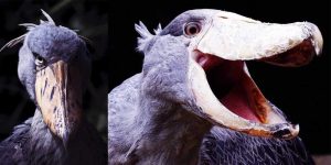 Shoebill The Most Sinister Bird In The World
