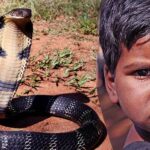 8-year old bites a cobra to death